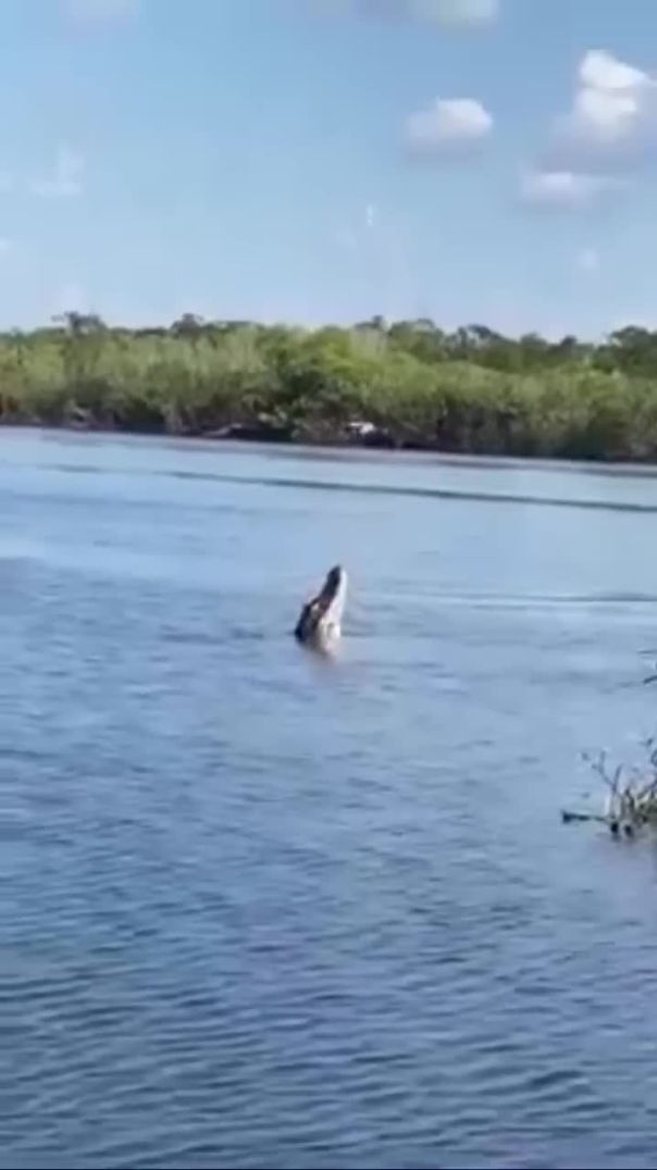 Huge alligator 🐊 tries to catch a drone in the Amazon River!