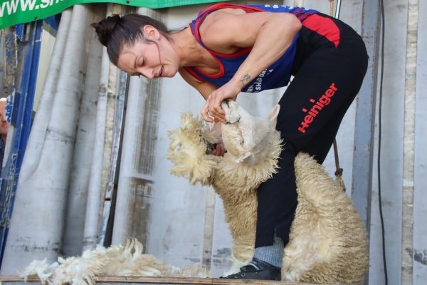 The Eye-Opening Truth About NZ v Wales shearing test series starts at Waimarino Shears in Raetihi