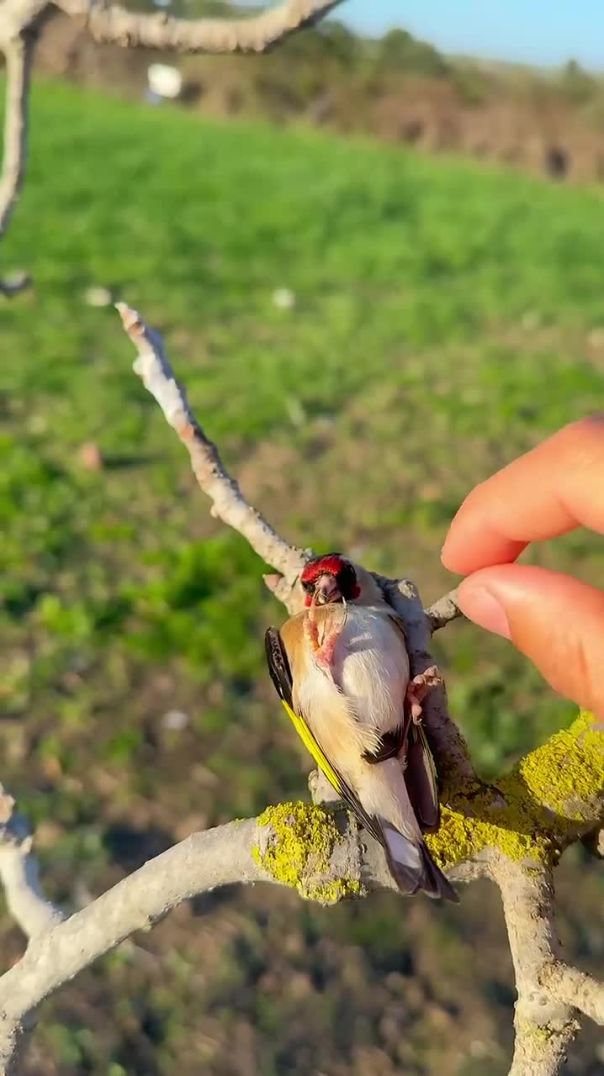 Serene Goldfinch Relaxation Sounds for Stress Relief and Mindfulness