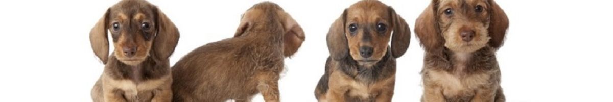 Douglas Hall Kennels