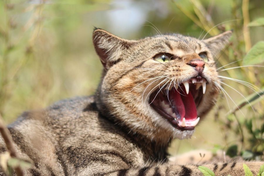 The Unseen Impact of Feral Cats on Australia’s Native Animals – The Real Reason It’s Exploding in Australia