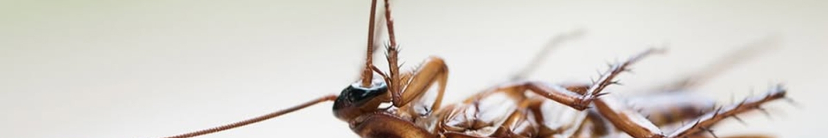 Bugs Or US Pest Control