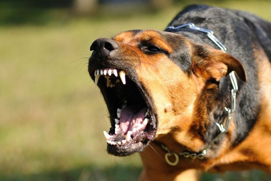 Dog attack death: Person dies after dog bite incident in Bay of Plenty – The Best Guide You’ll Ever Read