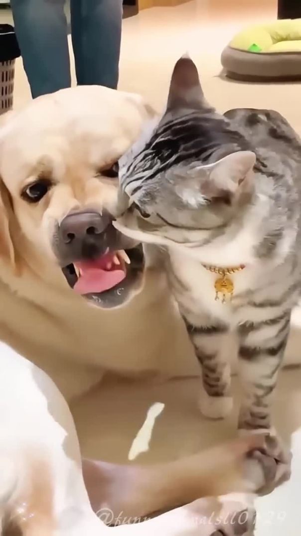 Cats and Dogs Living Together in Perfect Harmony