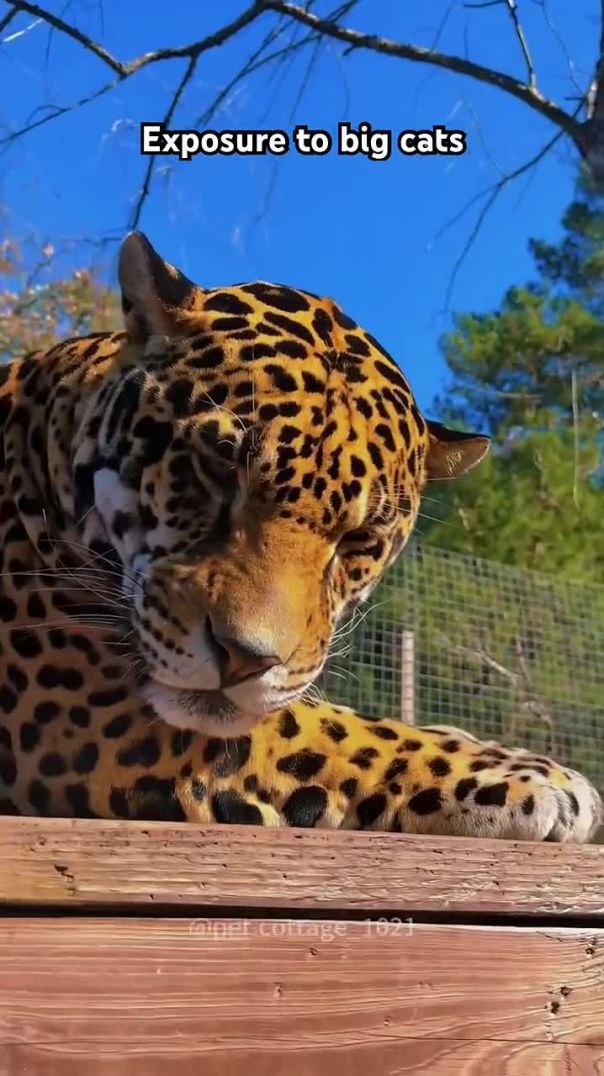 Up Close with Big Cats: A Monkey’s Wild Encounter 🐒🦁