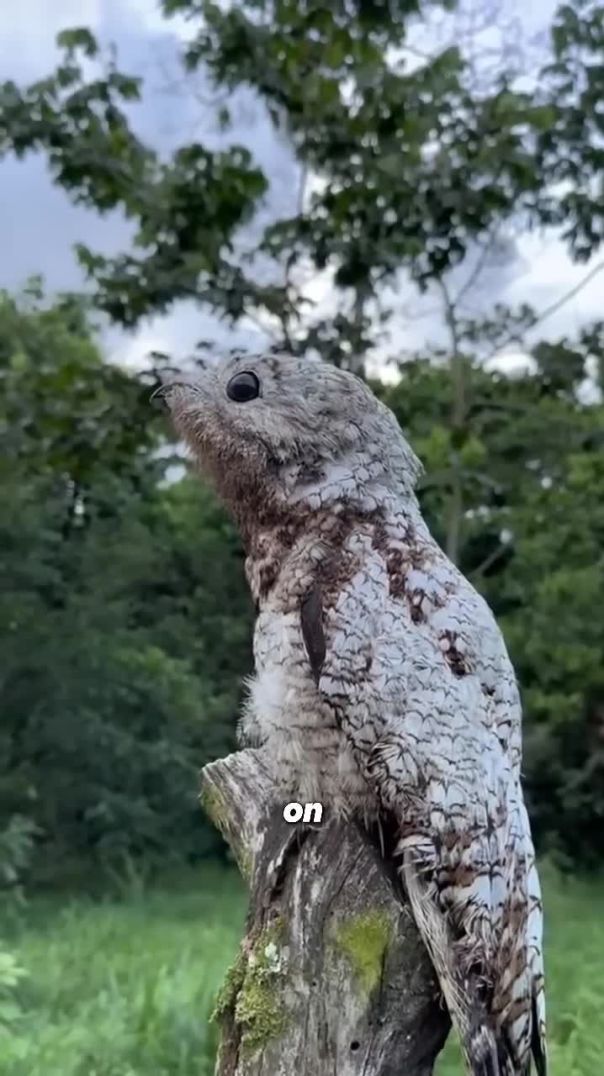 The Great Potoo: Nature’s Cutest Night Watcher 🐦💕