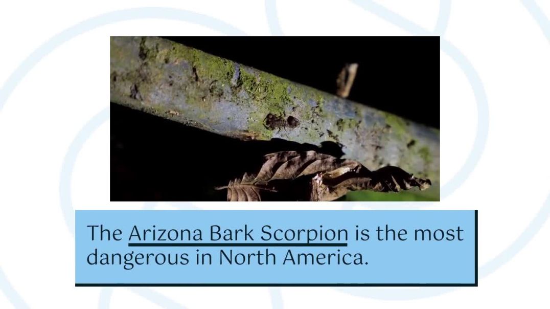 Trusted Scorpion Control Phoenix | Safe & Effective Protection