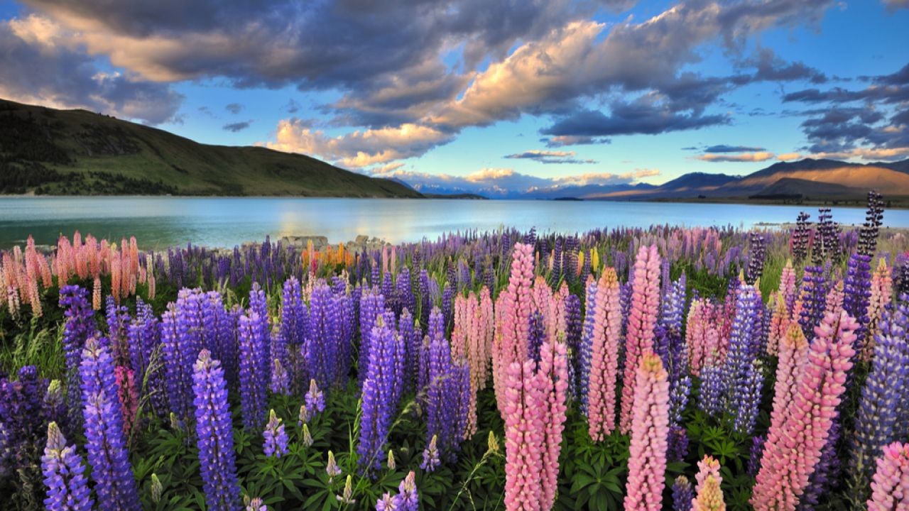 🎨 Top 10 New Zealand Cultural & Heritage Sites: Discover Kiwi History and Living Traditions