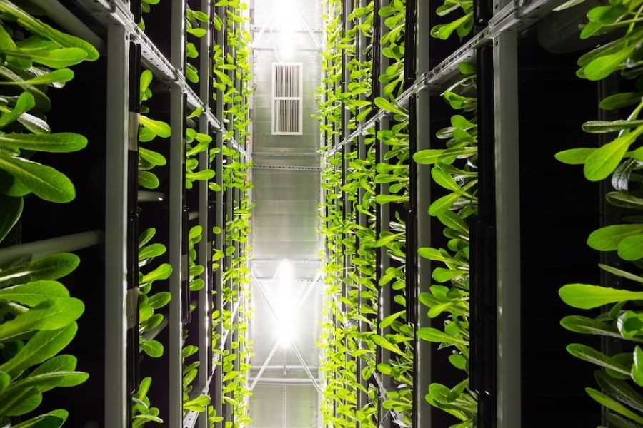 Why Sustainable Startups Will Dominate the Australian Market in 2025
