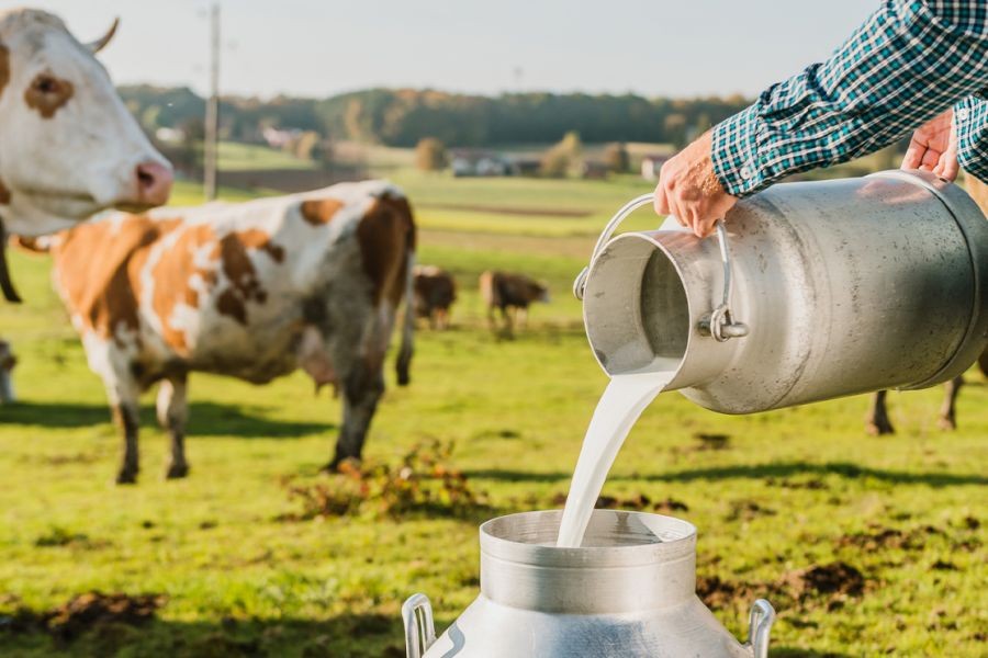 Case Study: How the Dairy Industry Boosted New Zealand’s Economy