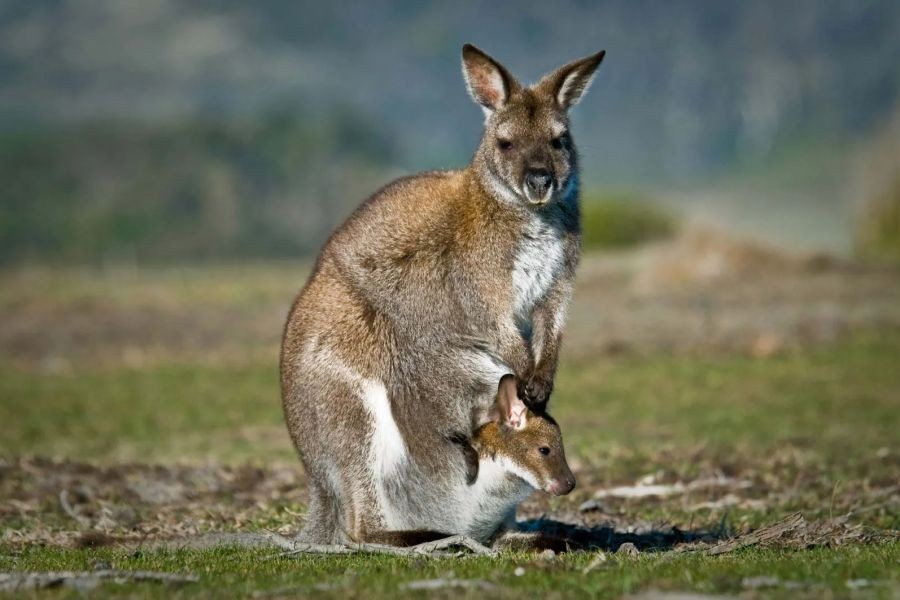 Why Some Australian Wildlife Documentaries Are Misleading Viewers – The Most Overlooked Shift in Australia Today