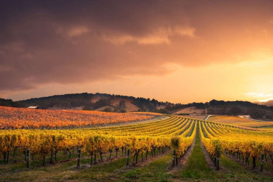 7 Reasons Why Australian Wine Is Among the Best in the World – The Real Reason It’s Exploding in Australia