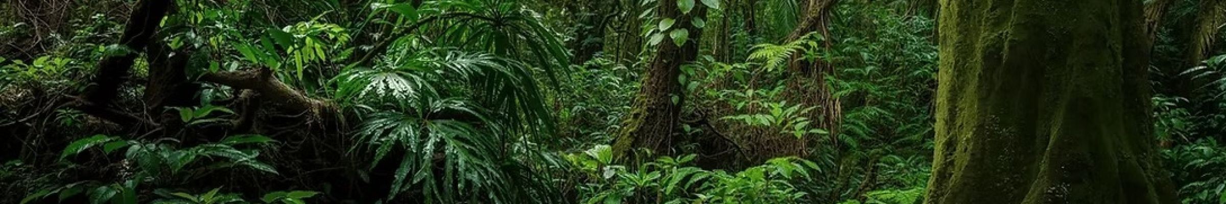 Herbaniq Nutraceuticals