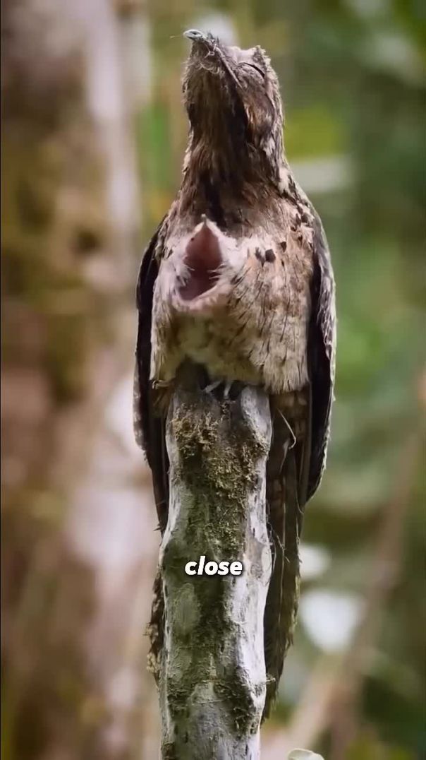 Meet the Potoo: Nature’s Strangest & Cutest Bird 🥰💕✨