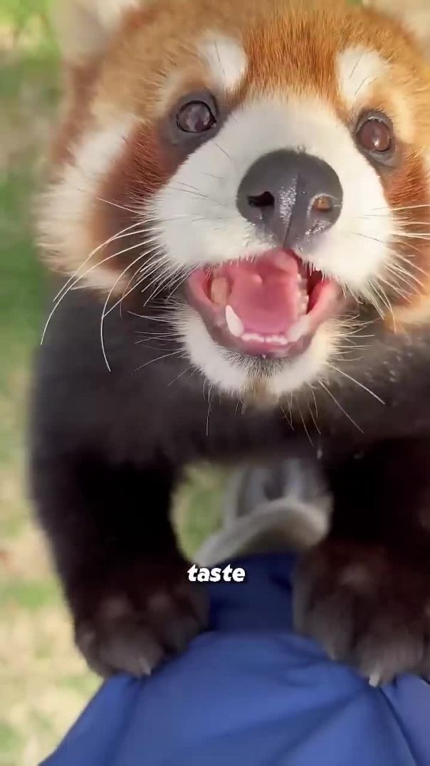 Irresistibly Cute Red Panda | Fluffy, Playful & Full of Charm 💕✨