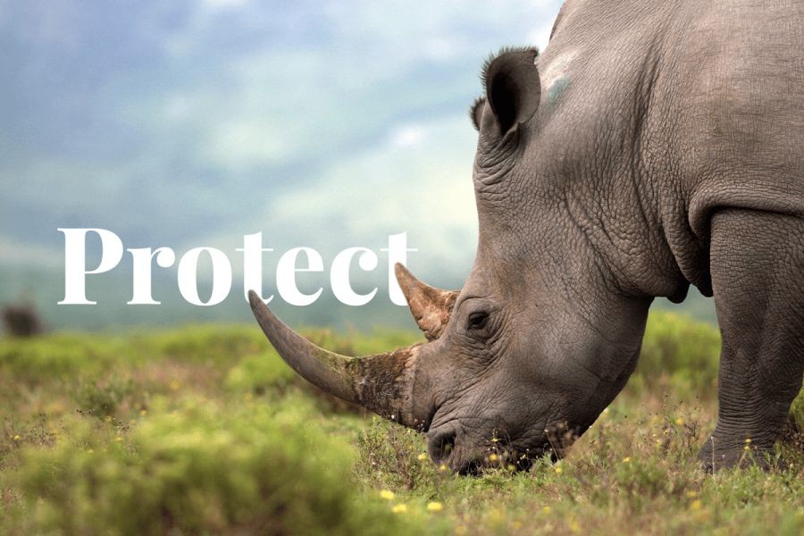 How Conservationists in Australia Are Using AI to Protect Species – How It’s Quietly Powering Australia’s Future