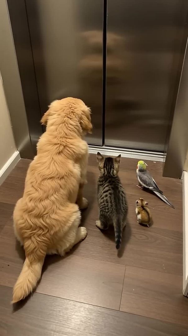 What’s Going On With That Door? A Curious Kiwi Pet Mystery in New Zealand Homes 🐾🚪