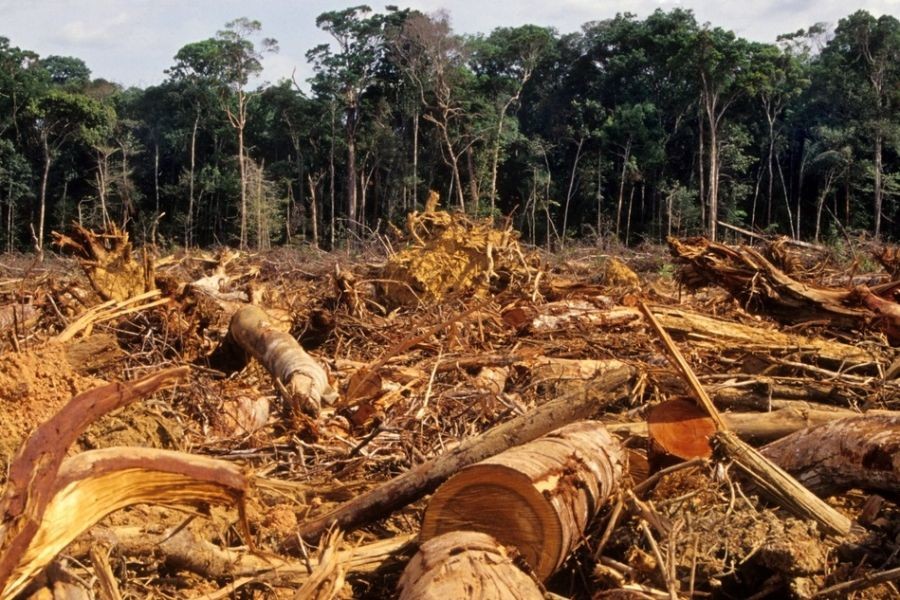 Comparing New Zealand’s Response to Deforestation With Other Countries’ Efforts – The Smart Investor’s Playbook