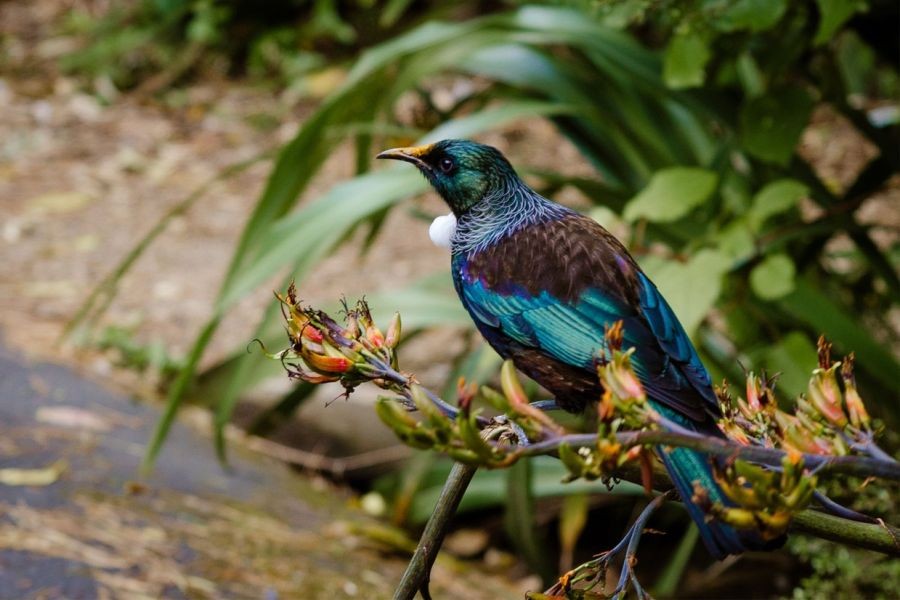 How to Protect New Zealand’s Ecosystems: Tips for Tourists – The Best-Kept Secrets in NZ Finally Revealed