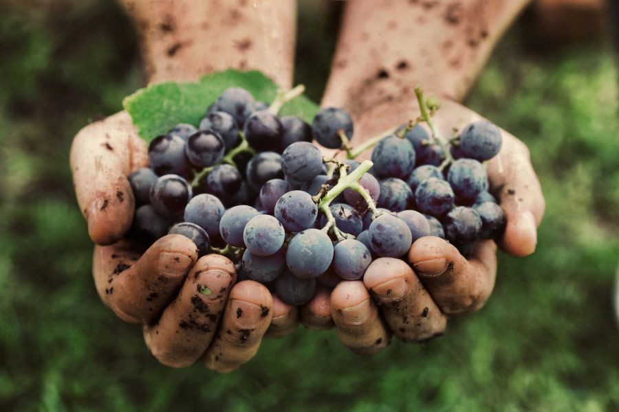 5 Myths About Wine That Most Australians Believe – Why Australian Experts Are Paying Attention