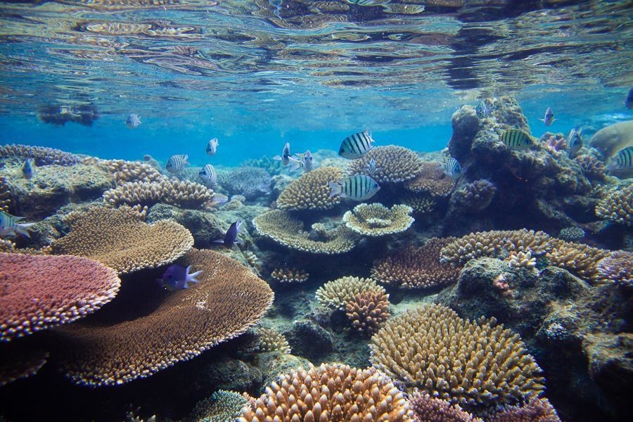 Could the Great Barrier Reef Still Be Saved in the Next 30 Years? – Why Australians Are Suddenly Talking About It
