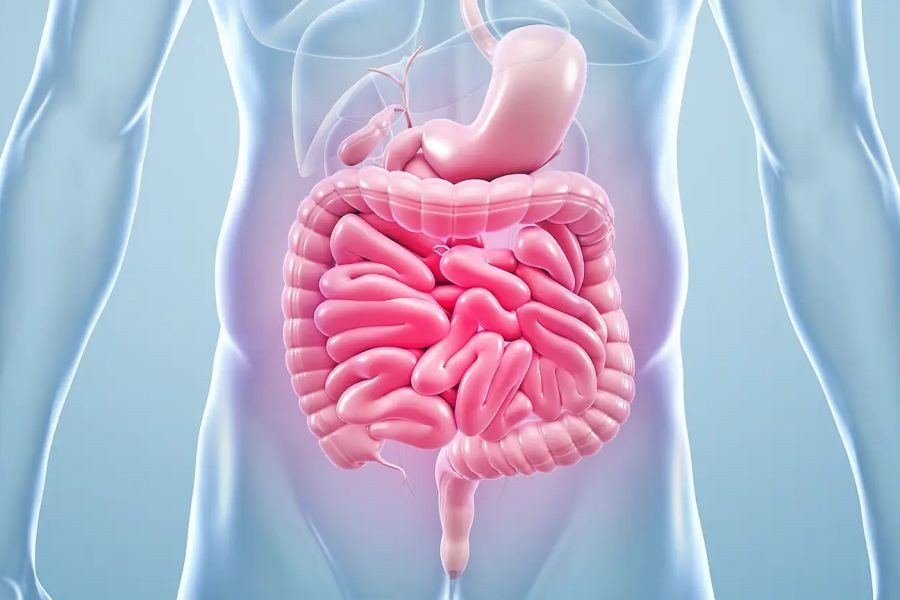 Why Fermented Foods Are Essential for Gut Health – What Every Kiwi Should Prepare For