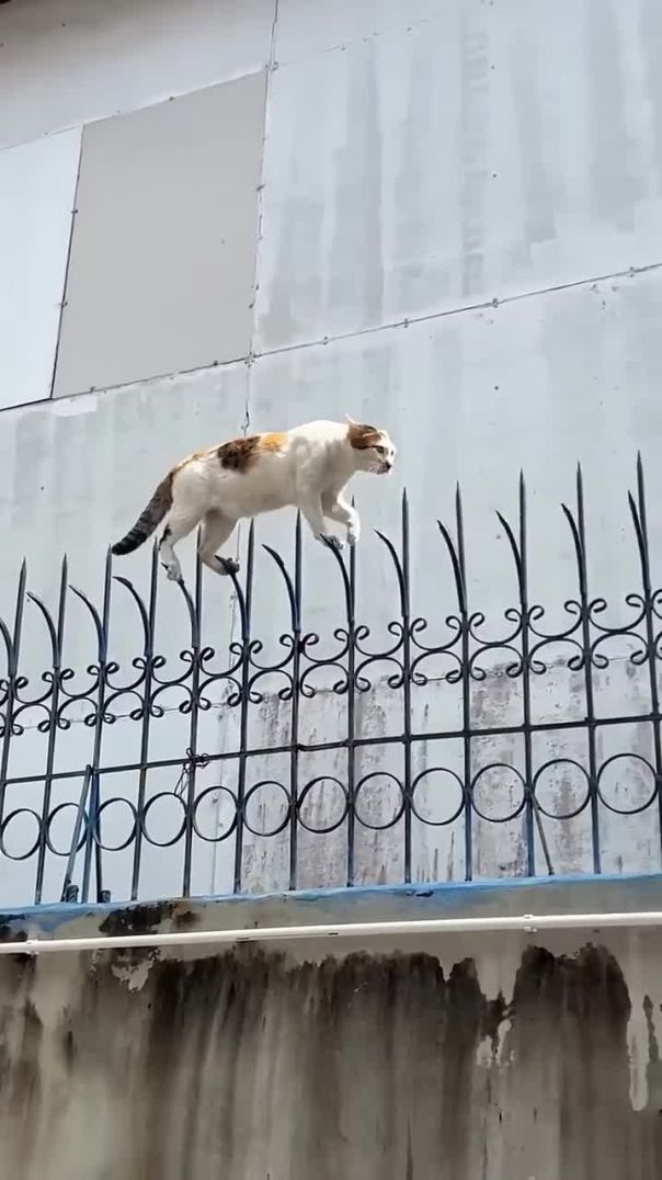 Agent Cat on a Mission 🐱🕶️
