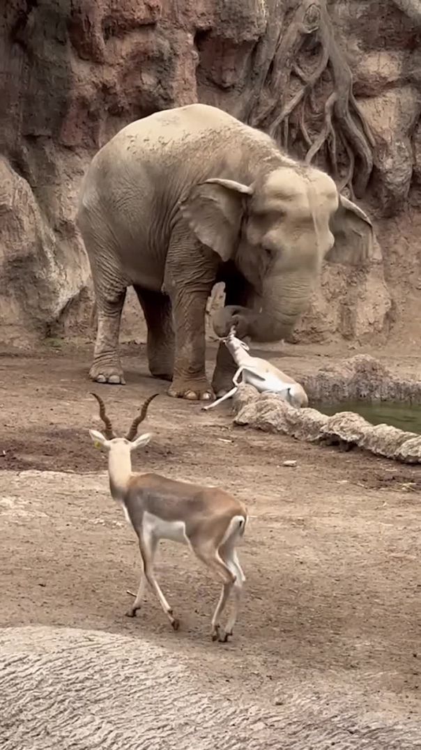 Hero Elephant Saves Drowning Gazelle 🐘👏 | Nature’s Unexpected Rescue