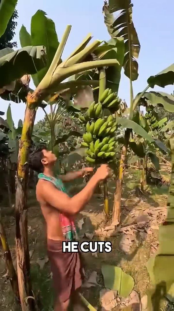 How Bananas Are Really Harvested 🍌🌿