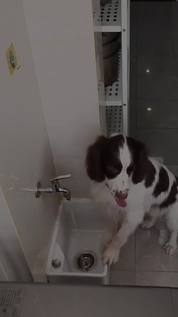 Life Gets Easier Once Good Habits Are Formed 🐶✨ | Spaniel Shenanigans