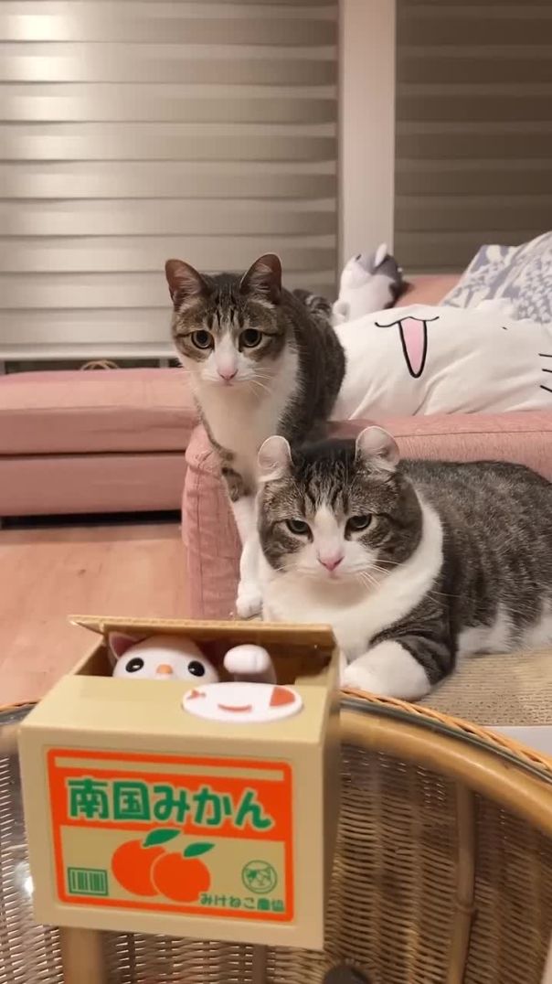 Kitty Stuck in a Box—and Totally Unbothered! 📦🐱🤣