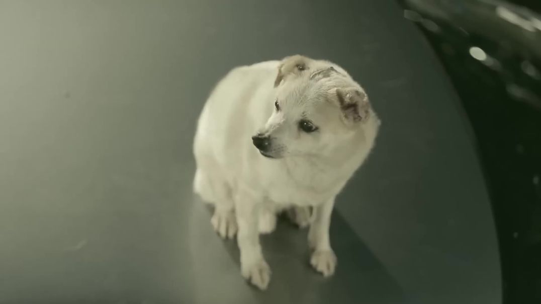 THE DOG: Inspiring Banking Innovation from Thailand to New Zealand’s Financial Scene
