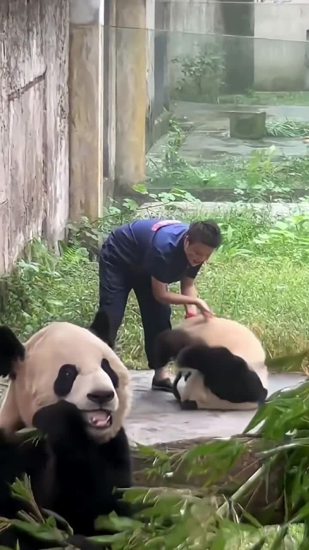 Panda Refuses to Work and Gets Carried Out by Keeper! 🐼😂