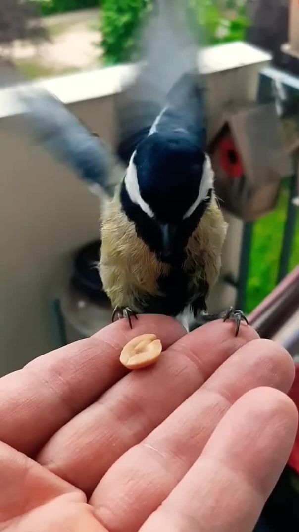 How to Tame a Tit (Salt-Free Method) 🐦💚