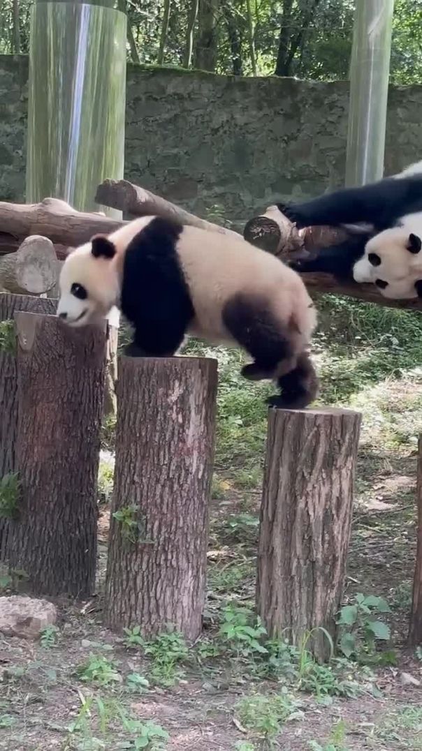 Panda Slips Off Stump in the Funniest Way 🐼🤣