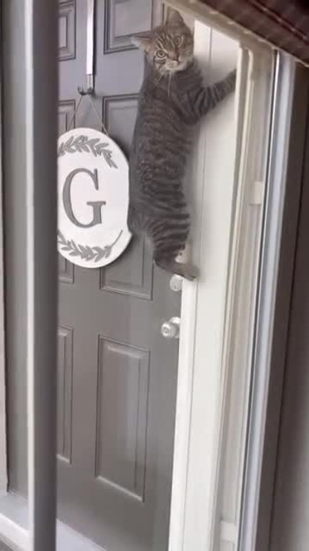 Too Cute to Handle: This Kitty Is Stealing Hearts! 🐱💕