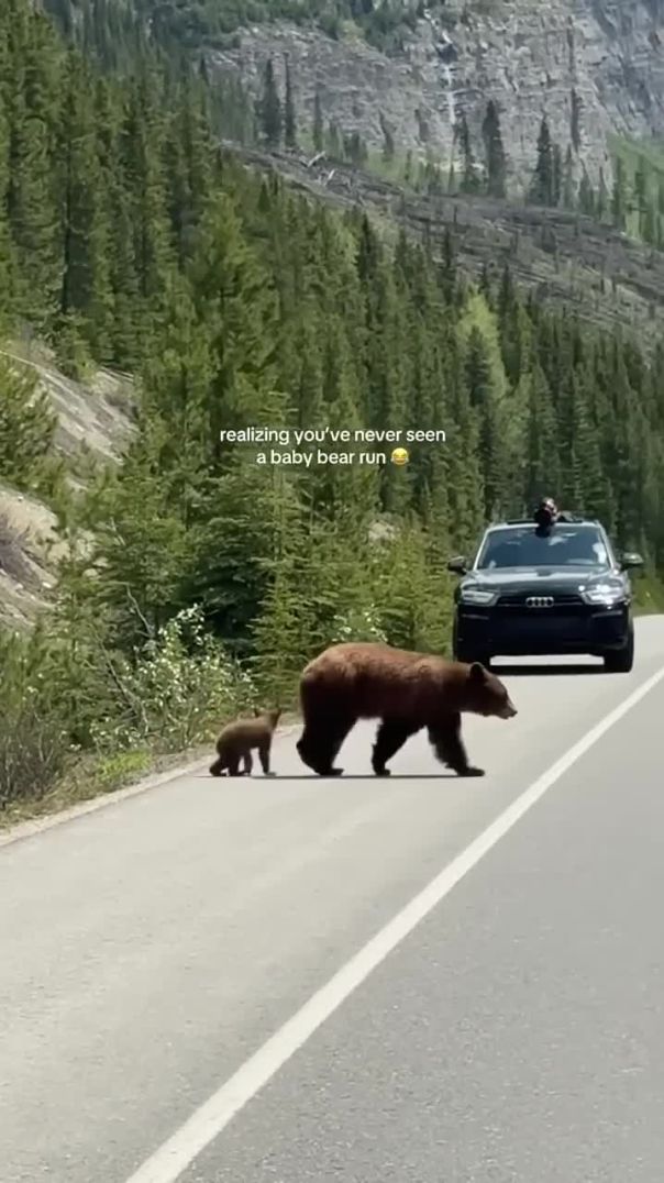 Mama Bear on Skis? Time to Make a Run for It! 🎿🐻😱