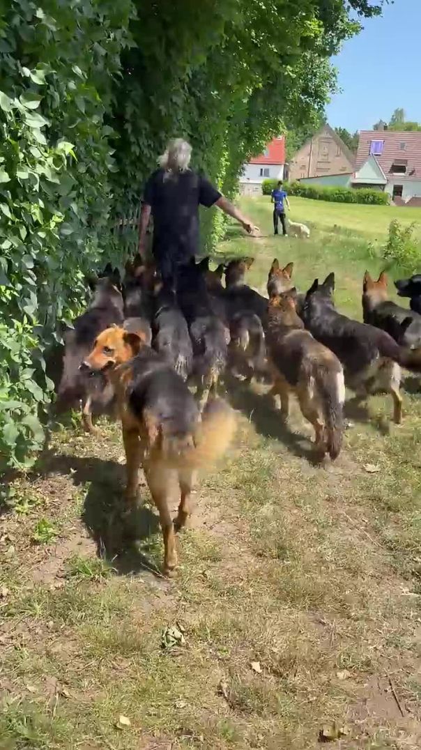 The Pack Meets the Dog 🐺🐕 | German Shepherd Moment
