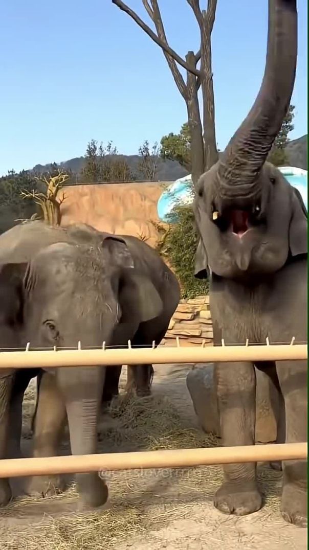 Majestic Elephant Moments You’ll Love 🐘💫
