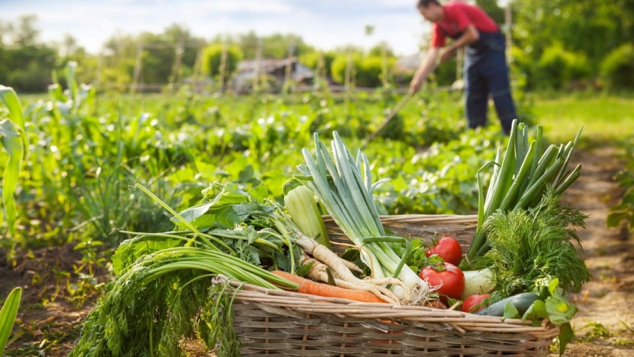 How New Zealand Will Lead the Way in Sustainable and Ethical Food Production