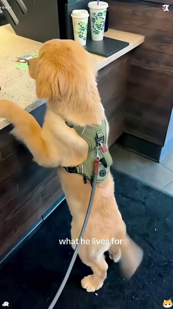 Happiest Dog Ever! This Video Is Pure Joy 🤣🐶💕