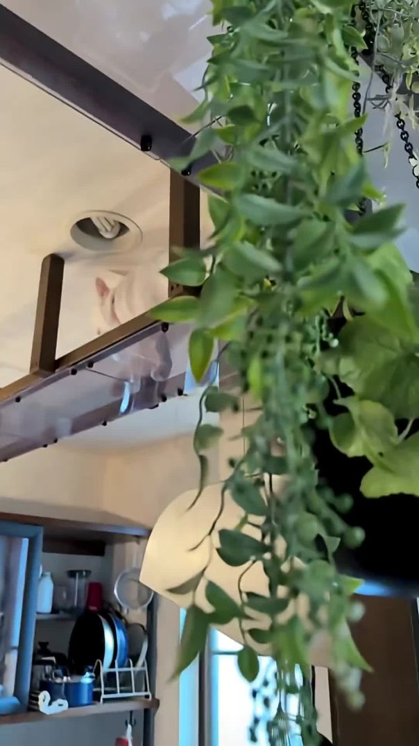 White Cat Mirko in Full Sprint Mode! 🐈💨 Climb, Dash… and Dive into the Hole!