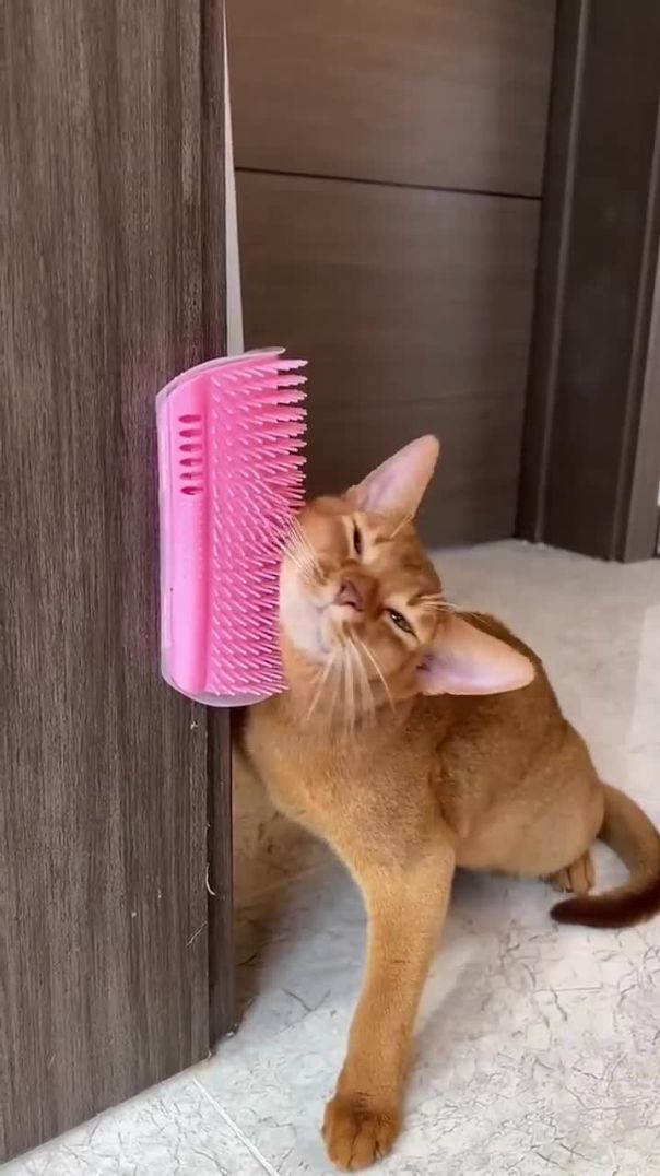 Cat Uses Self-Groomer Like a Pro 🐱🧼