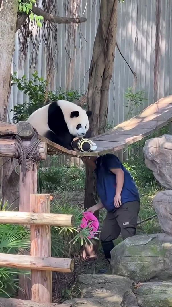 Keeper Plays Hide-and-Seek with Panda… and Gets Caught! 🐼😂