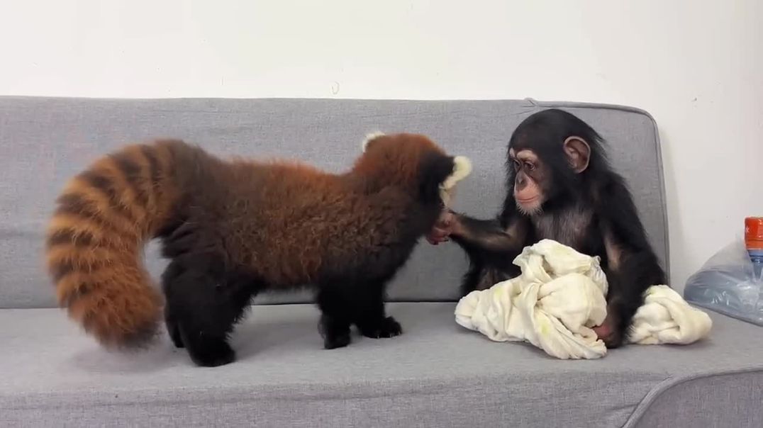 Red Panda Chronicles: From Lulu to Nuanbaobao – Growing Up With Tangtang Delights Kiwi Wildlife Fans