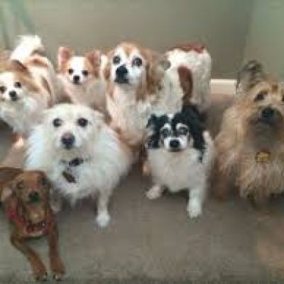 Dog Care Sellwood