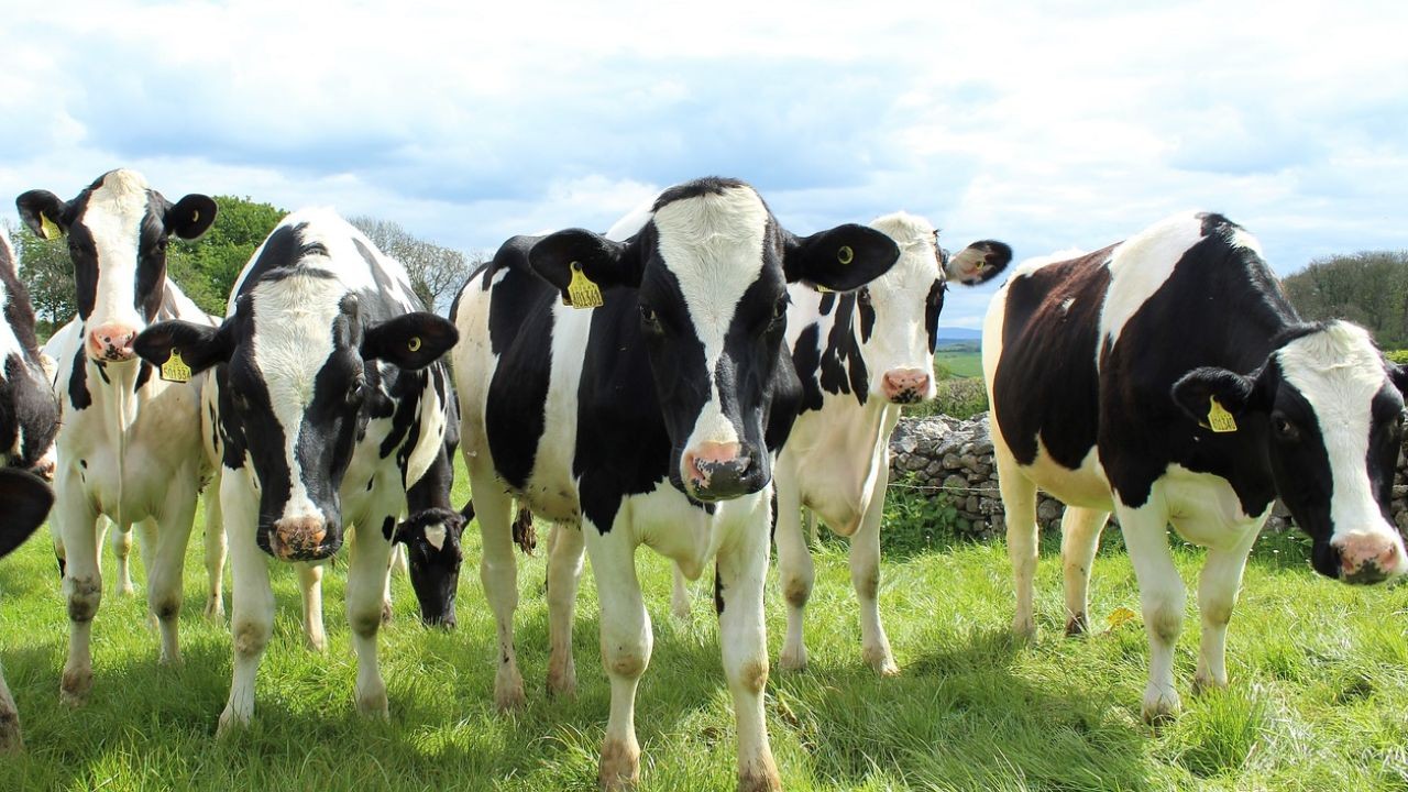 How New Zealand’s Dairy Farmers Are Pioneering Ethical and Sustainable Practices