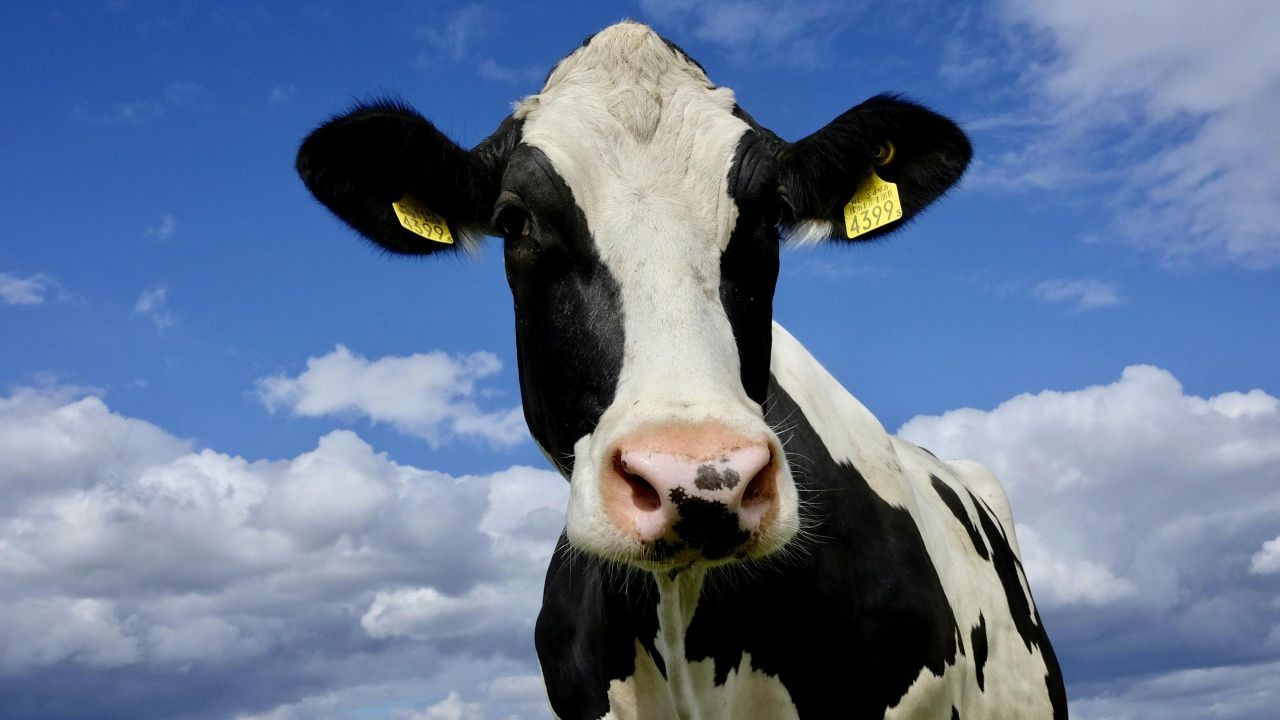 The Future of New Zealand’s Dairy Industry: What’s Next for the World’s Largest Exporter?
