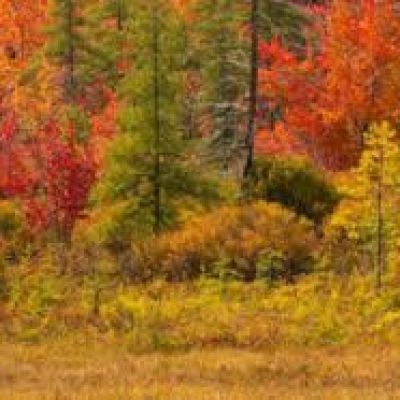 Plant A Tree In Remembran A Loved One