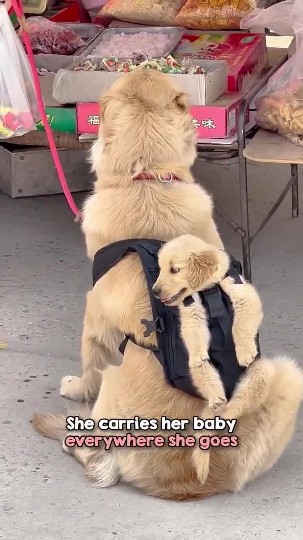 The Cutest Woofer and Sub-Woofer Duo Ever! 🥹❤️🐶